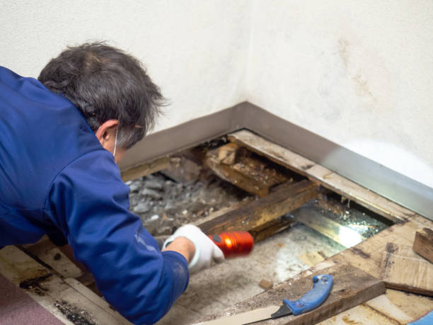 Best Localized Mold Remediation (e.g., coastal areas, humid climates) in Edgewood, NM