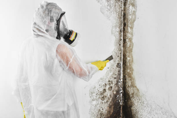 Best Post-Flood Mold Remediation in Edgewood, NM