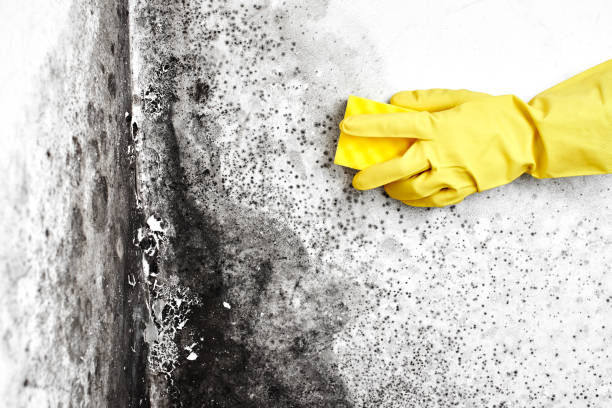 Best Bathroom Mold Remediation in Edgewood, NM