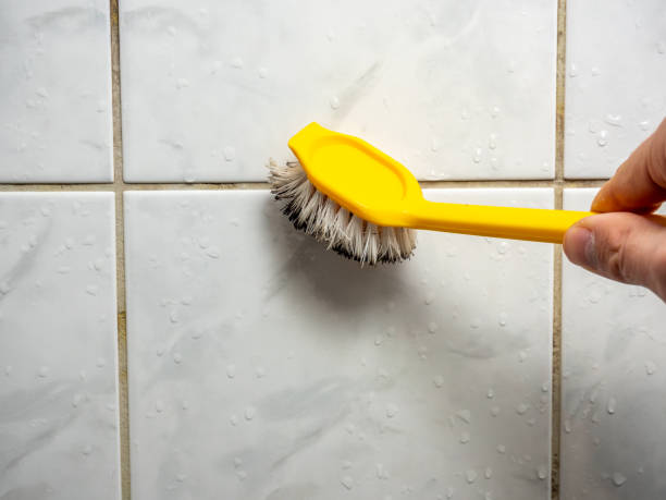 Trusted Edgewood, NM Mold Remediation Experts