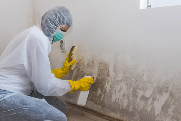 Best White Mold Remediation in Edgewood, NM