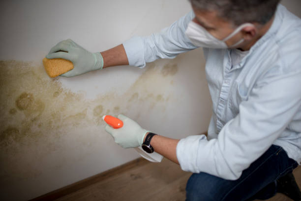 Best Basement Mold Remediation in Edgewood, NM