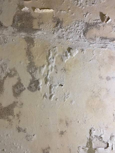 Best Insurance-Related Mold Remediation in Edgewood, NM