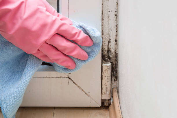 Best Mold Testing and Inspection Services in Edgewood, NM
