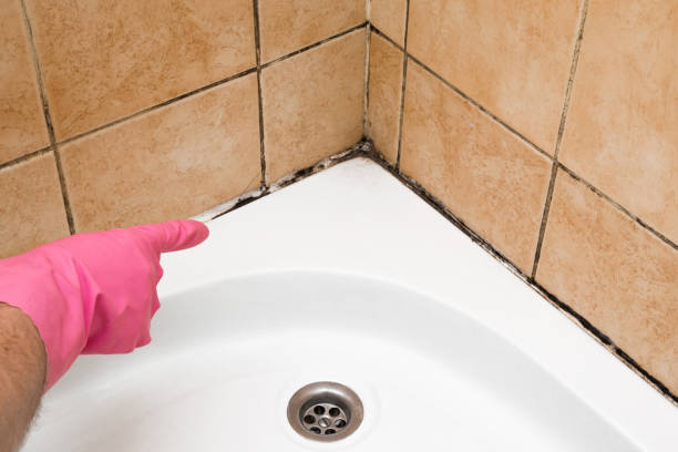 Best Commercial Mold Remediation in Edgewood, NM